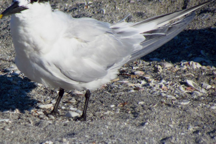 Reprodução - Wikimedia