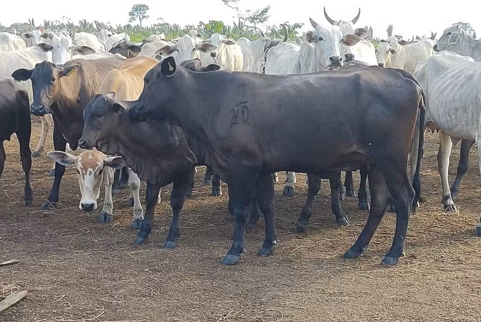 Reprodução - MP-RO/Divulgação (Ilustrativa)