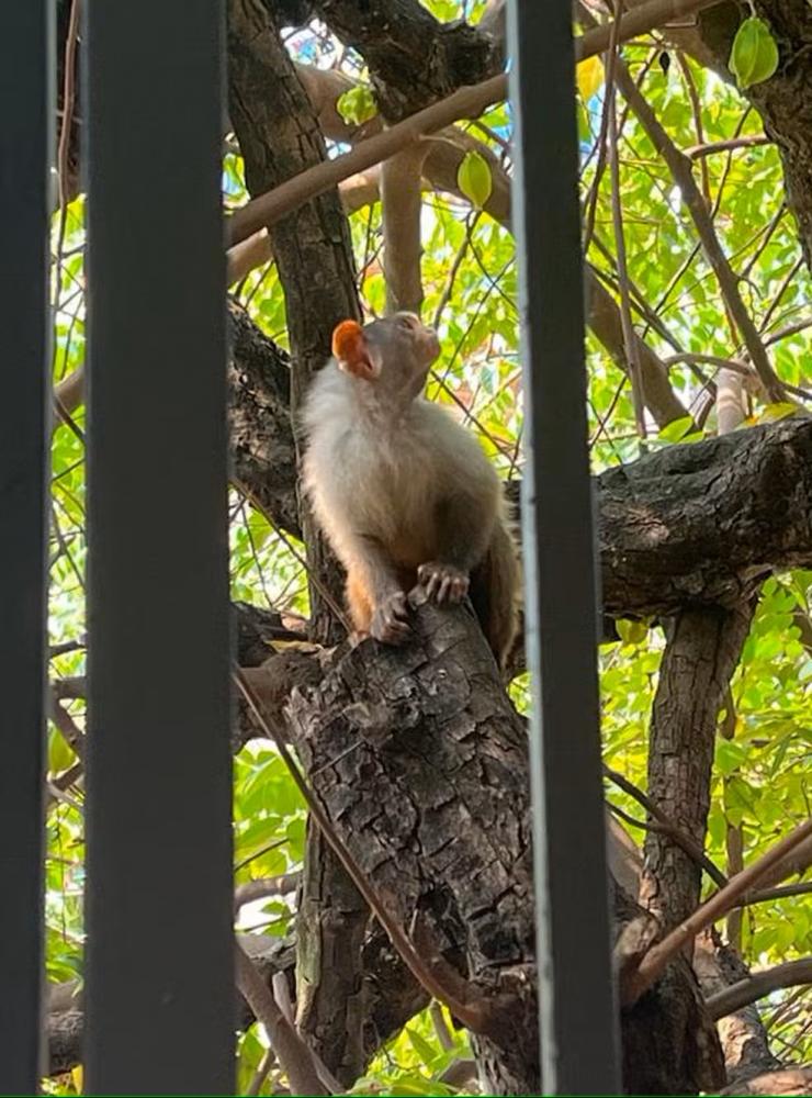 Reprodução - Emily Costa/g1 RO