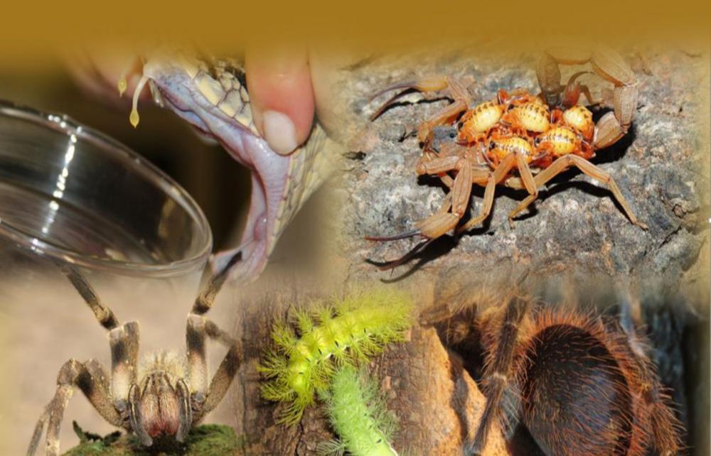 Reprodução - Secom