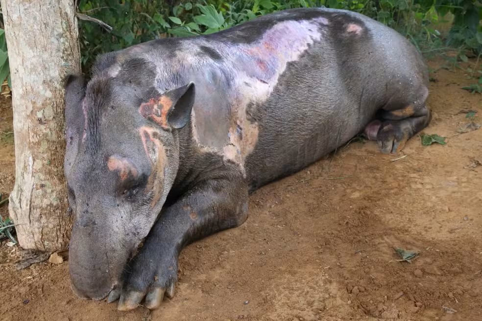 Anta se recuperando de ferimentos em Vilhena — Foto: Reprodução/ Rafael Augusto Fonseca