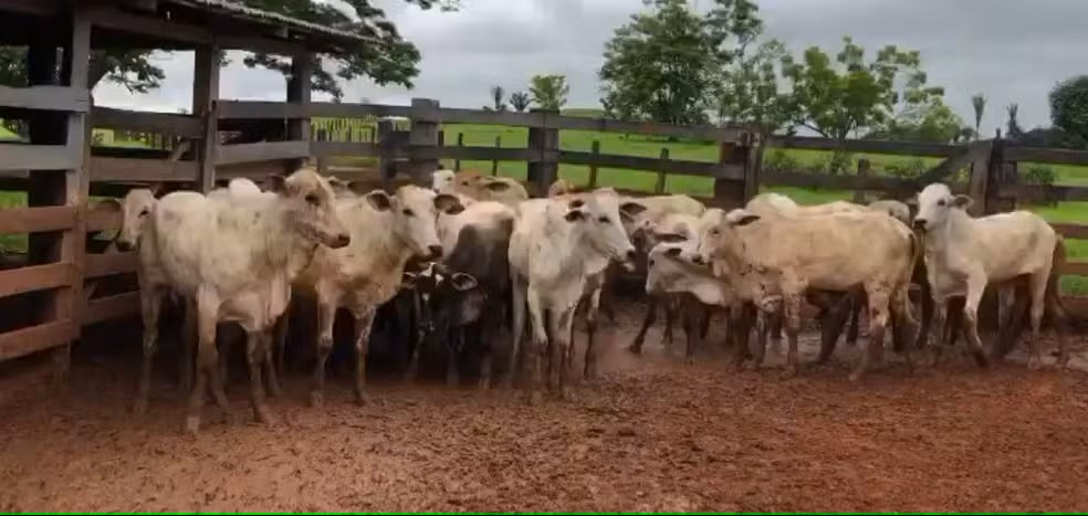 Reprodução - Redes Sociais