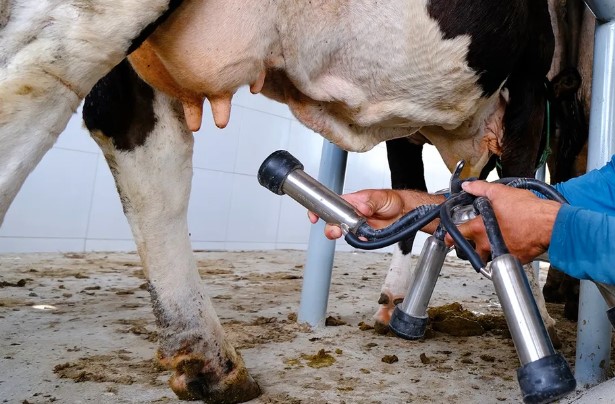 Ordenha de leite em vaca — Foto: Cícero Oliveira/UFRN