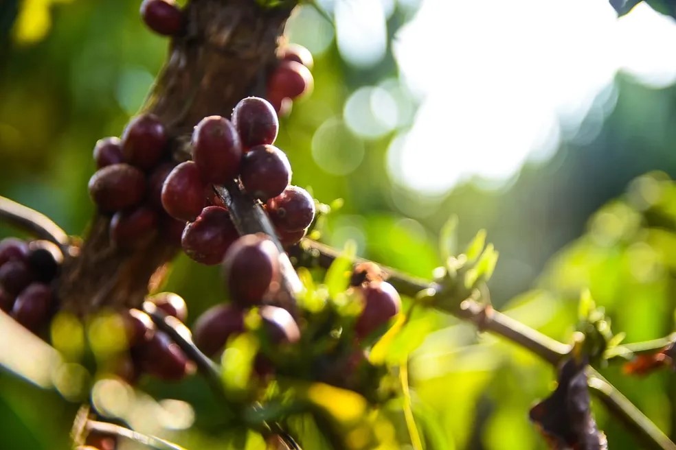 Reprodução - Armando Júnior