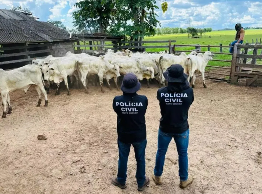 Operação da polícia recupera gado furtado em fazenda de Buritis