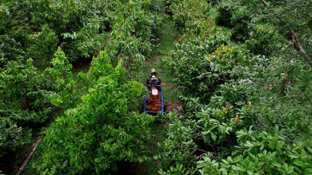 Natura apresenta modelo próprio de carbono na Amazônia e estudo indica impacto socioeconômico positivo em comunidade fornecedora 