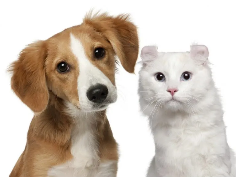 Férias escolares exigem atenção redobrada: saiba como proteger a saúde e o bem-estar dos pets