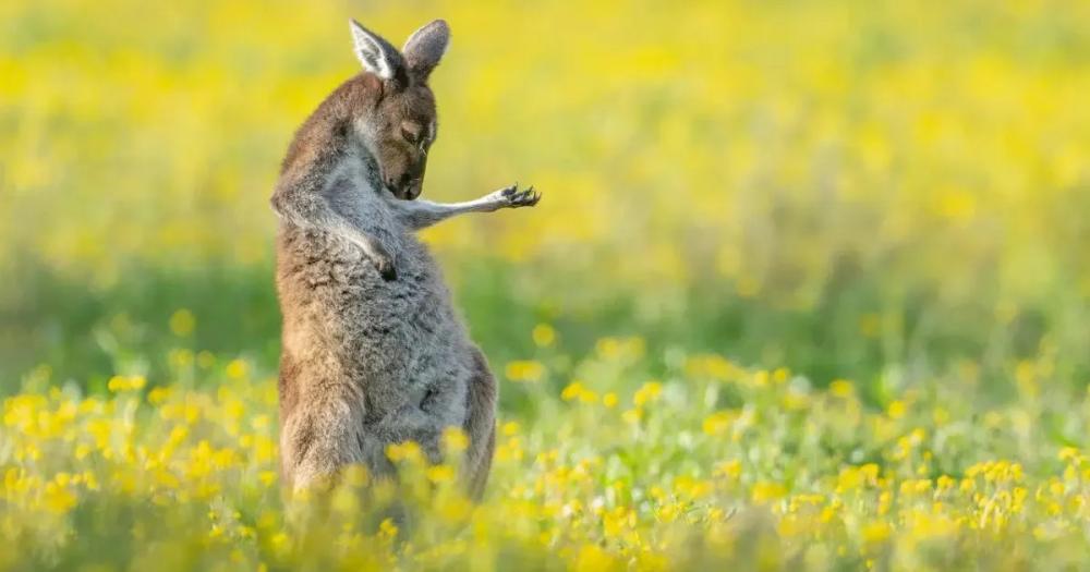 Reprodução - Jason Moore /Comedy Wildlife